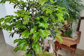 养花要施肥，养观叶植物要用“长叶肥”，不会施肥可以选择这几种图片