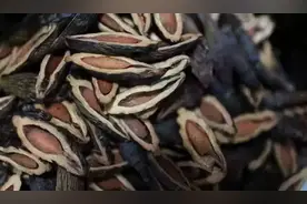 湖南人爱吃的槟榔，被国家点名了！告诉你的家人：别再吃了！图片