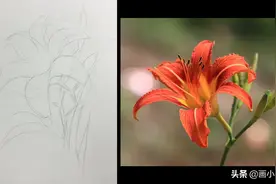 分步骤教你画一朵美丽的百合花图片