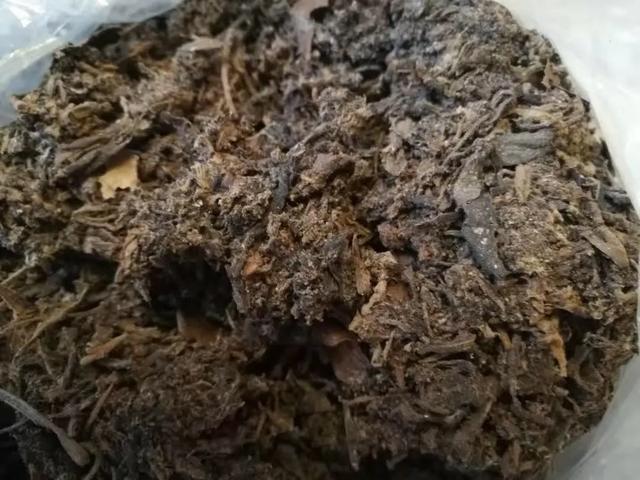 西望山下，“虫茶”完爆“猫屎咖啡”