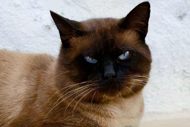 9种适合家养的“小”猫咪，第一名是英短还是田园？