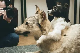 实验犬都经历了什么？被做成双头犬，一天扎200针，结局安乐死图片