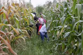 俗称“珍珠笋”，被农民当废物扔掉，国外却是高档蔬菜1斤20元图片