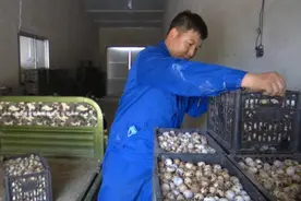 王百林：小鹌鹑养出大财富图片