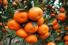 沙糖橘种植，农户不搞清落花落果原因，一切都白搭图片