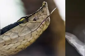 被咬后无一生还！古人眼中的五步蛇，真的有这么可怕吗？图片