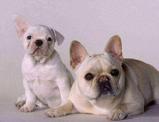 法斗价格多少钱一只 2026年法斗一般价格