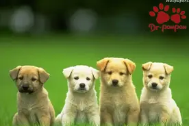 普安特：宠主不一定就了解狗狗，狗狗被人误解的行为解析图片