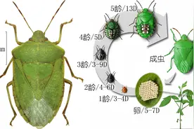 苍天啊！同样是蝽，为什么你却是吃蝽的蝽图片