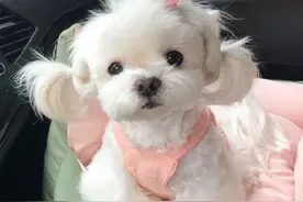 这5种狗一点也不好养，江湖人称“狗中贵族”图片