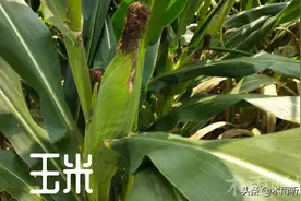 播种夏玉米，用80斤复合肥做种肥后，是否还要追肥，如何追肥图片