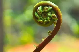 《诗经》国风里的经典篇章，唇齿留香历久弥新图片