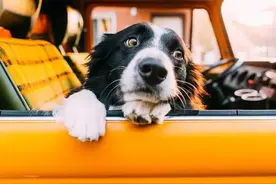 原来动物眼里的世界是这样的，太神奇了图片