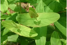 趣识中药丨你以为我只是一颗普通的小草吗？我可是草药！图片
