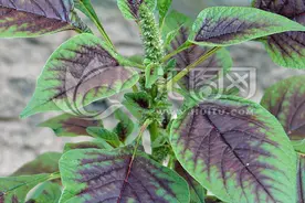 汉菜，天然钙片，我的最爱图片