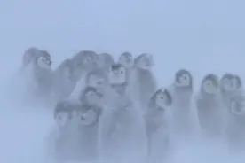北极的雪地上，一群企鹅宝宝们冷得打哆嗦，妈妈围在身边帮忙取暖视频封面