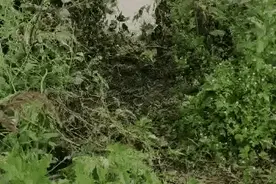 女子凌晨3点独自打车去郊区，下车后司机觉得蹊跷跟了上去…接下来一幕太惊险图片