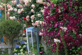 有院子一定要养的3种花，耐寒耐晒，花姿美丽，色彩漂亮图片