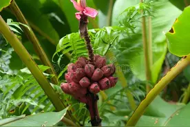 50条关于香蕉不为人知的有趣冷知识图片