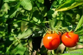 西红柿一般打农药吗，各种病虫害如何打药？图片