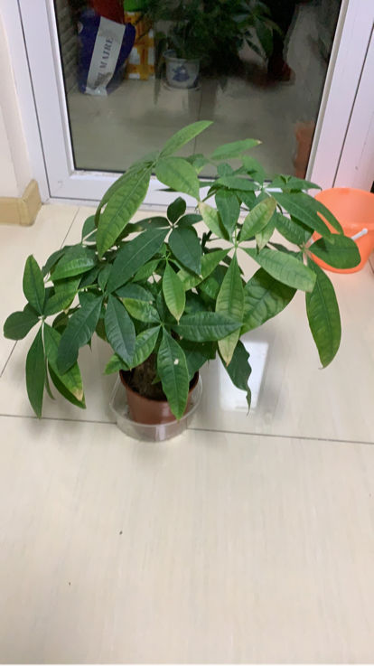 发财树叶子尖干枯-思念百科