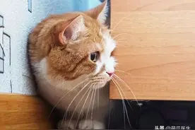 猫咪下巴长了黑头？千万别去抠，那是猫咪患上了毛囊炎的症状图片