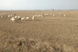 饲料价格上涨，养殖成本居高不下，养羊人今后的出路在何方？图片