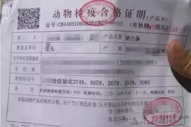 伪造检疫合格证明贩运生猪，博白这3人被判刑！图片