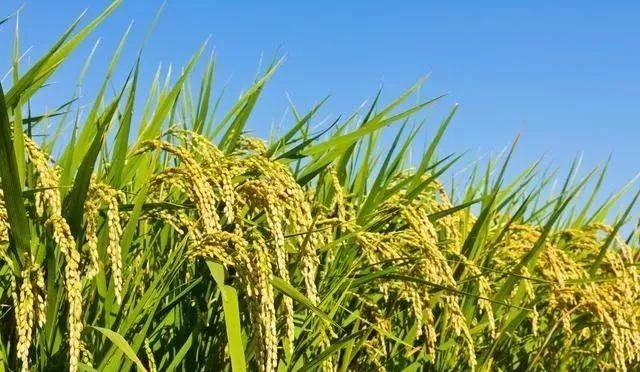 鑷繁灏辫兘閰嶅埗鍏ㄨ惀鍏绘皑鍩洪吀鍙堕潰鑲ワ紝浜ч噺鑳界炕鐣紝涓€瀛ｅ彧闇€鍠?閬? onerror=