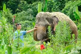 “世界大象日”，快来围观它的逗趣生活图片
