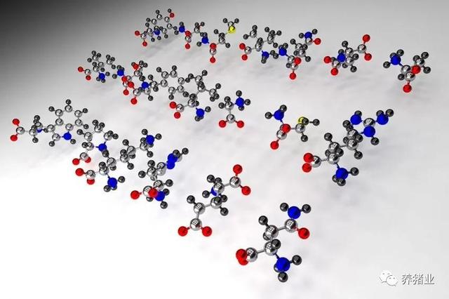 饲料添加剂：氨基酸最新市场动向，蛋氨酸和泛酸钙