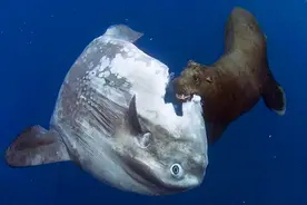 翻车鱼一次产卵3亿枚，为何是易危生物？被海豹啃咬也不会逃跑图片