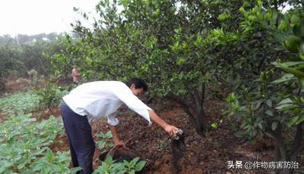 冬肥施不好，来年果子少，怎么合理给柑橘施冬肥？