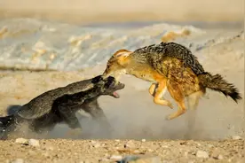 横行非洲的平头哥，连狮子都不怕，却被这一天敌拿捏得死死的图片