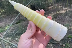 买竹笋时，挑粗的还是长的？牢记2点，竹笋又脆又嫩还新鲜图片