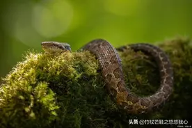 你家院子是否经常进蛇？被蛇咬怎么办？（科普）图片