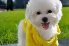 对主人很“忠诚”的7种小型犬，饲养过的人都说很值得图片