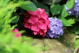 摄影笔记：杭州临平公园的绣球花，每一朵都是美好的，最爱蓝色图片