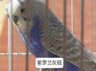 黄绿鱼鳞鹦鹉
