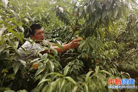 中国企业扶贫故事｜中信银行三位驻村书记的接力赛：脆桃与乌鸡蛋图片