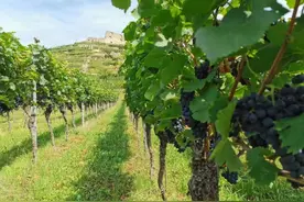 故意作错误的司法鉴定涉嫌帮助伪造证据罪——鉴定不再是法外之地图片