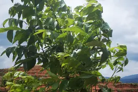 核桃定植后，当年需要对幼苗咋管理才能早丰产？记住这几个事便可图片