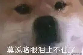 看呆了！狗狗托儿所内部大曝光图片
