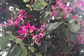 除了紫荆花、凤凰花和山顶肠粉，花园新村还有什么能勾起你的回忆图片