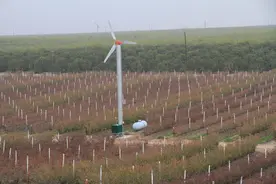 美国加州一大型蓝莓园一瞥图片