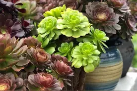 多肉法师这样养，壮实漂亮，个头更大，轻松养出多头图片