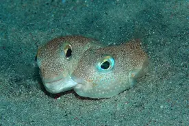 海洋动物求偶的千层套路，人类看了都要甘拜下风图片