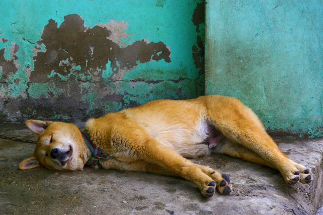 来自韩国的国宝犬种，曾经在奥运开幕式出现，它们的名字叫珍岛犬