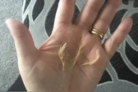 太恶心！英国肯德基里吃出鸡毛，负责人回应说这是无害的图片