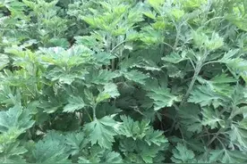 80多岁的大娘非常注重养生，每晚洗脚都加这几物图片